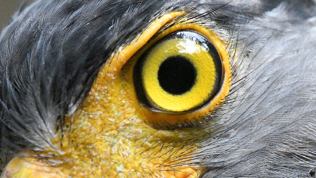 Schlangenweihe (Crested Serpent Eagle)

s254 Wilpattu CrestedSerpentEagle 1182