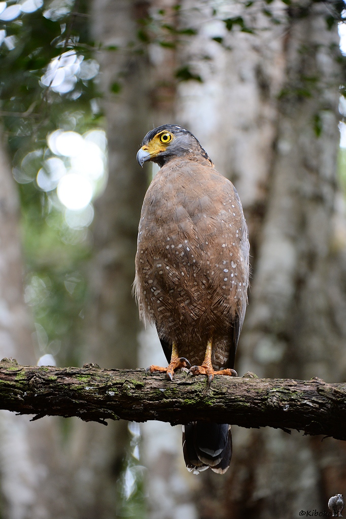Schlangenweihe (Crested Serpent Eagle)

s254 Wilpattu CrestedSerpentEagle 8356 h