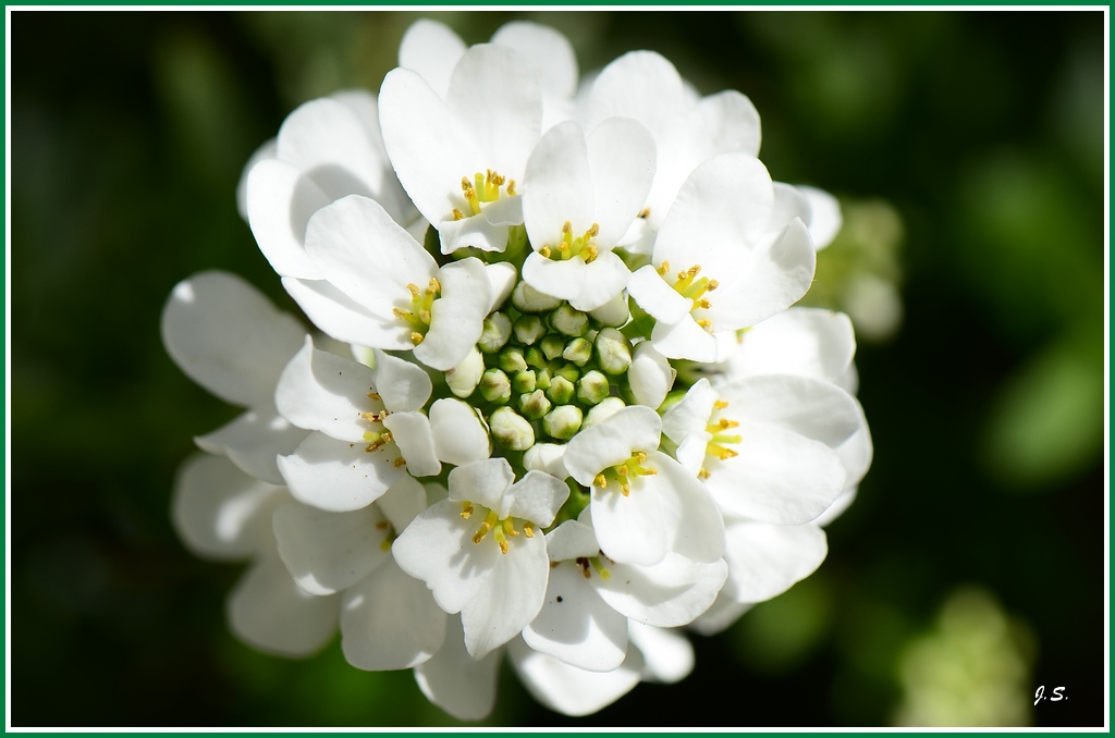 Schleifenblume