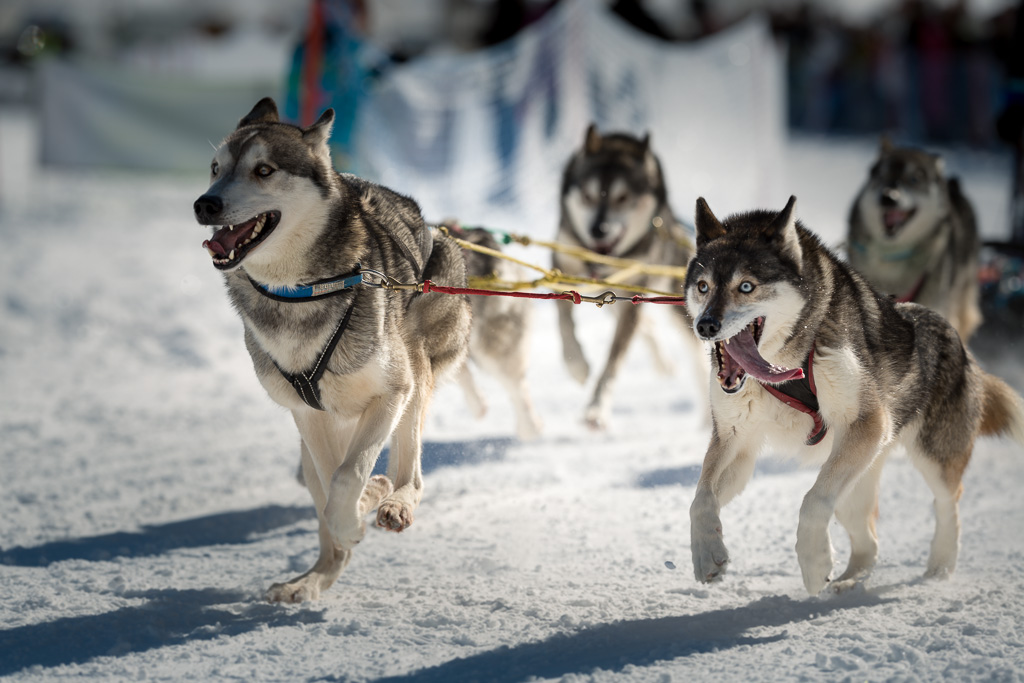 Schlittenhunde 2
