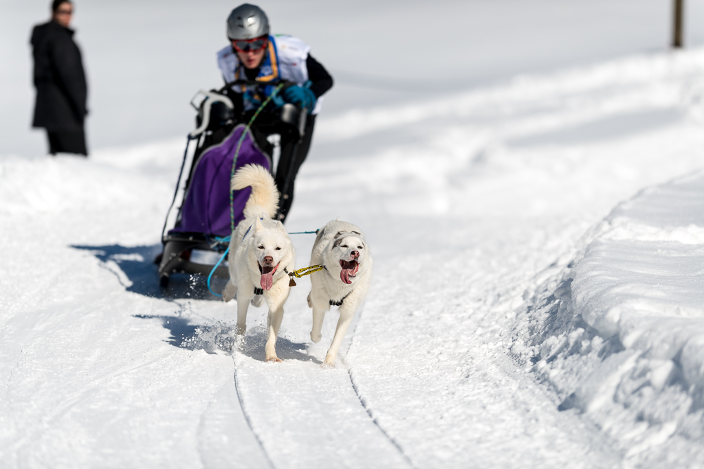 Schlittenhunde 2014 Sequenz 3
