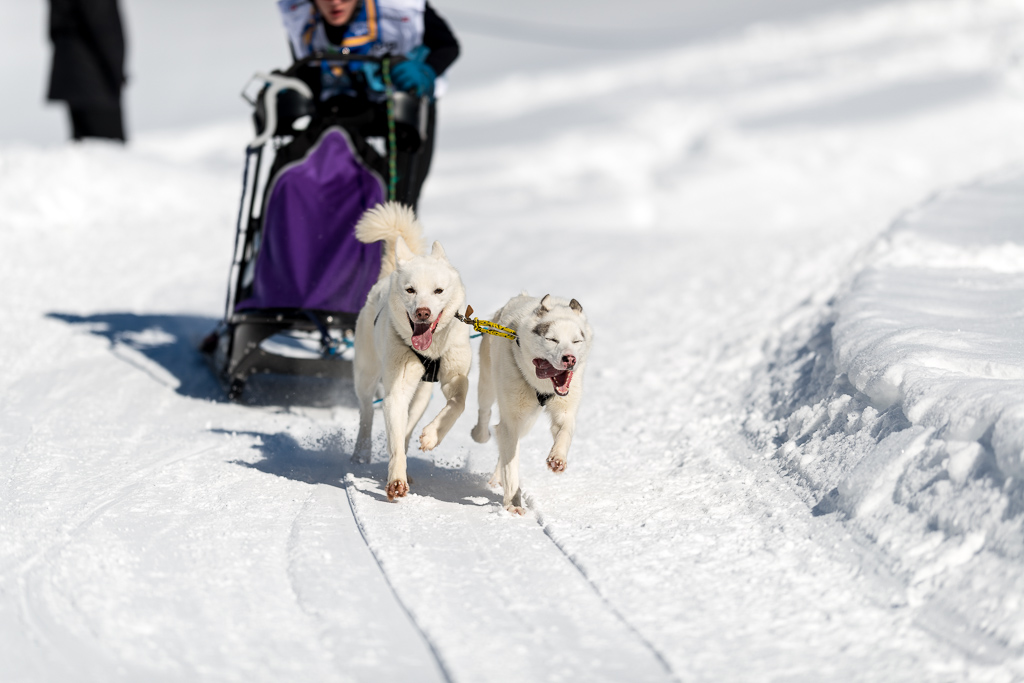Schlittenhunde 2014 Sequenz 4