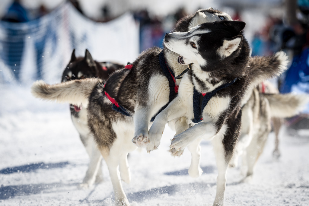 Schlittenhunde 3