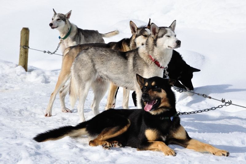 Schlittenhunde in Whistler