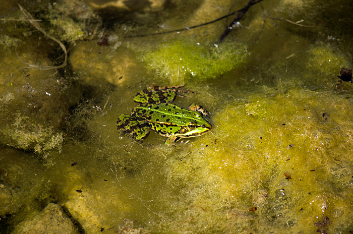 Schloßpark Natur 2012 05 20 42
