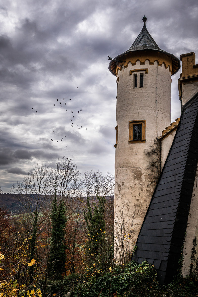 Schloss Greifenstein Castle Birds.jpg