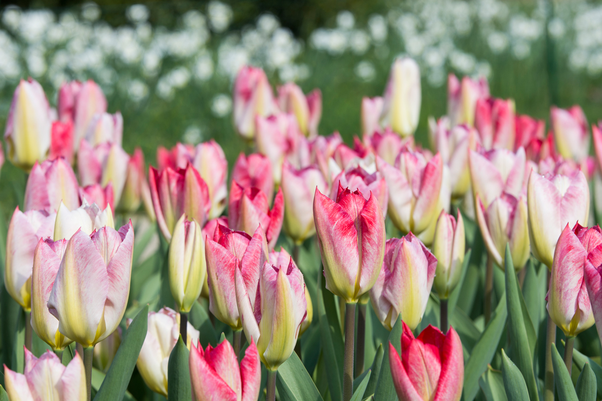 Schlosspark-84.jpg