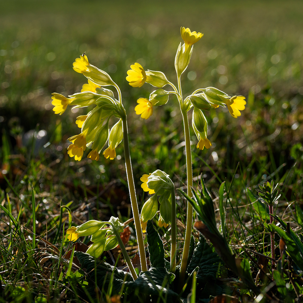 Schluesselblume.jpg