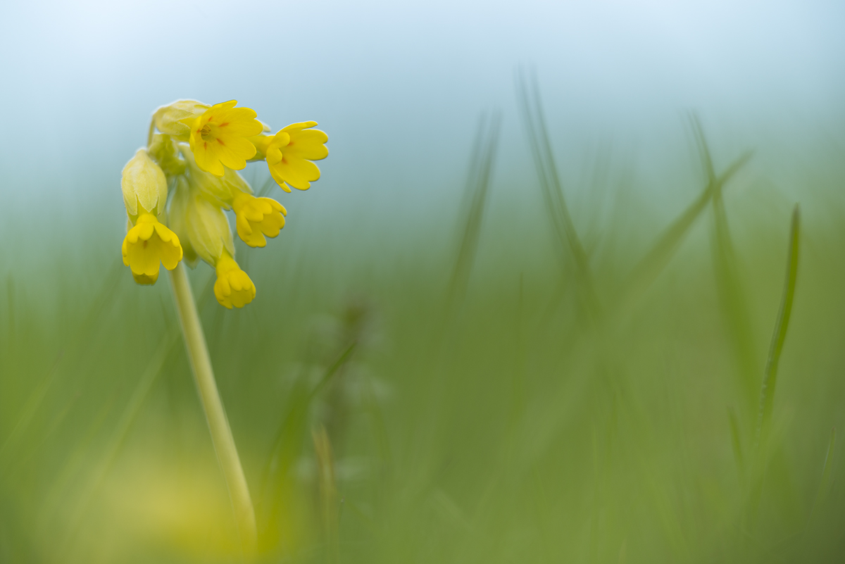 schluesselblume