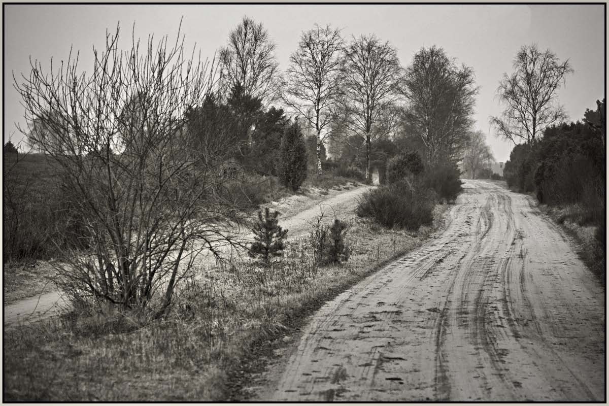 Schmarbecker Heide 2 BW.jpg