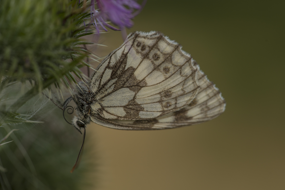 schmetterling 03