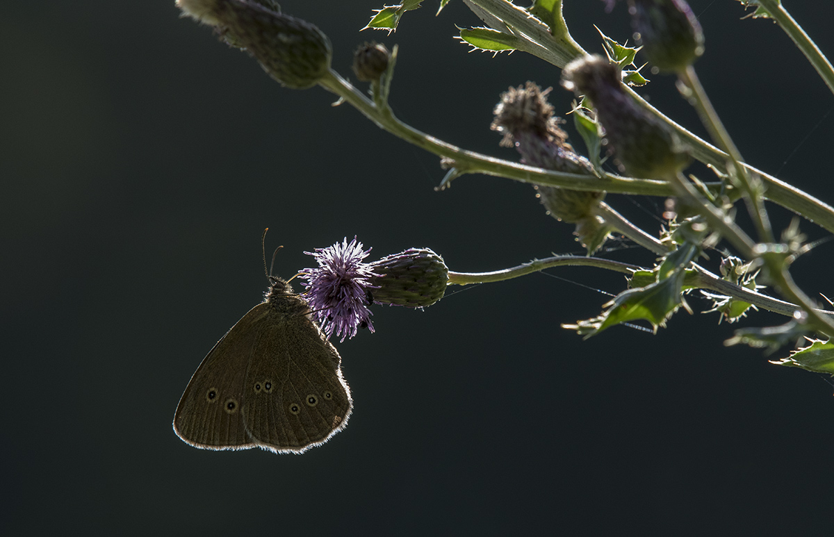 schmetterling 04