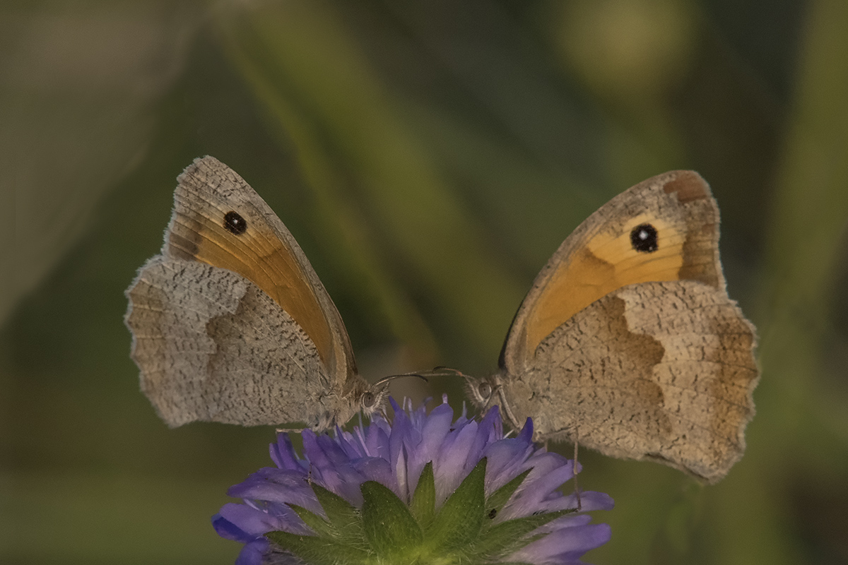 schmetterling 05