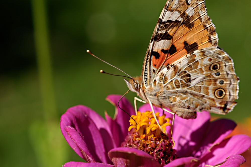 schmetterling 07 2009