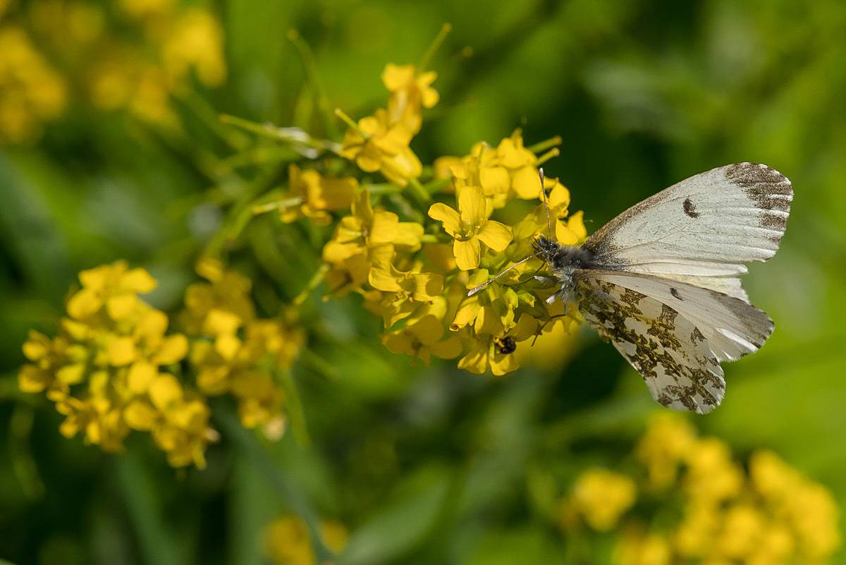 Schmetterling (1 von 1).JPG