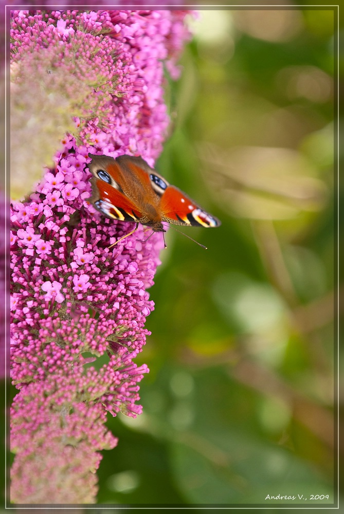 Schmetterling 1