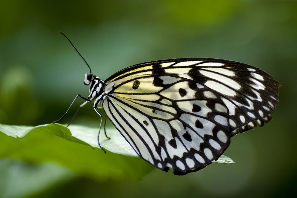 Schmetterling 1