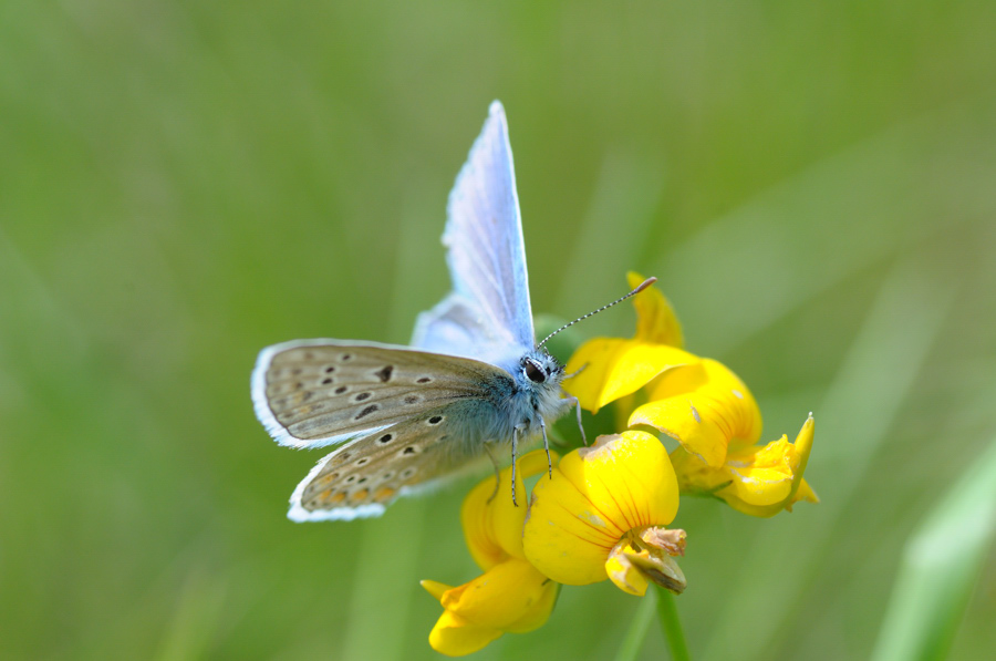 Schmetterling 101