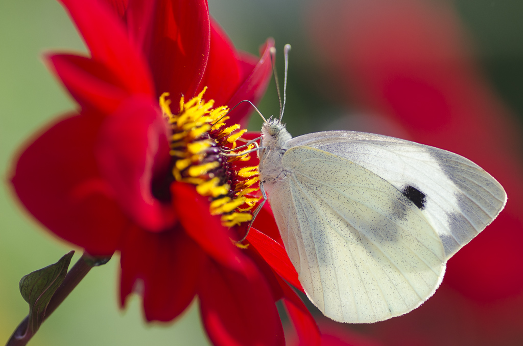 Schmetterling 2
