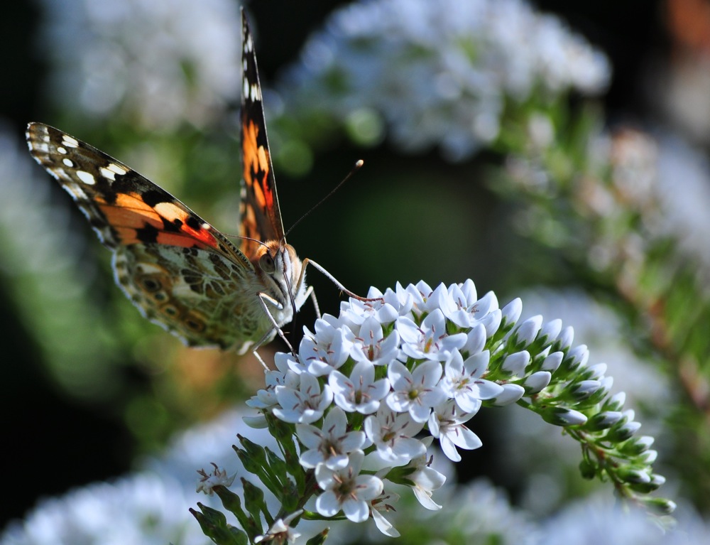 Schmetterling 2