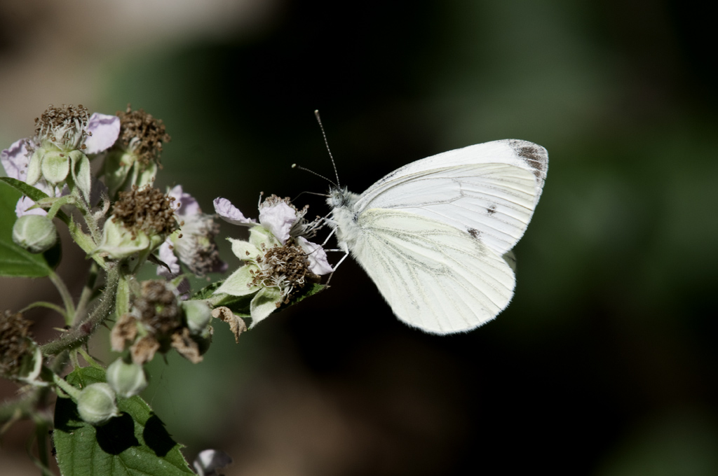 schmetterling 2
