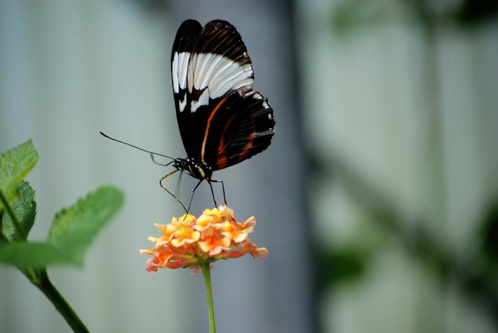 Schmetterling 2