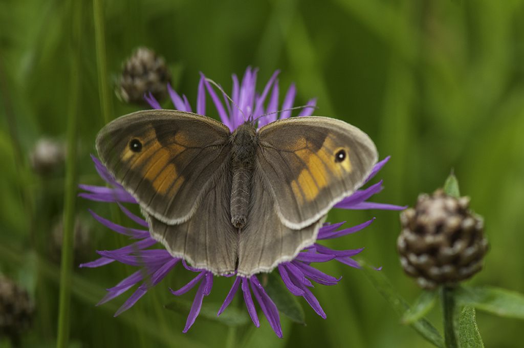 schmetterling 3