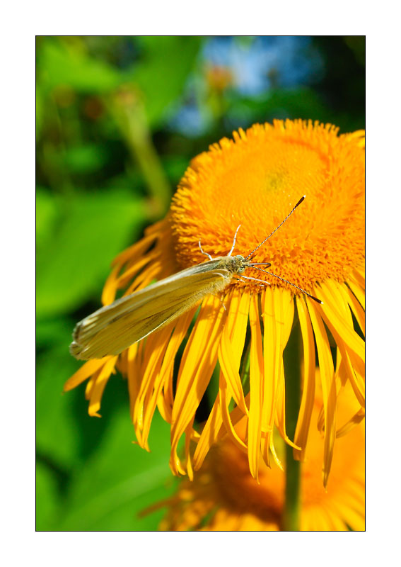 Schmetterling #3