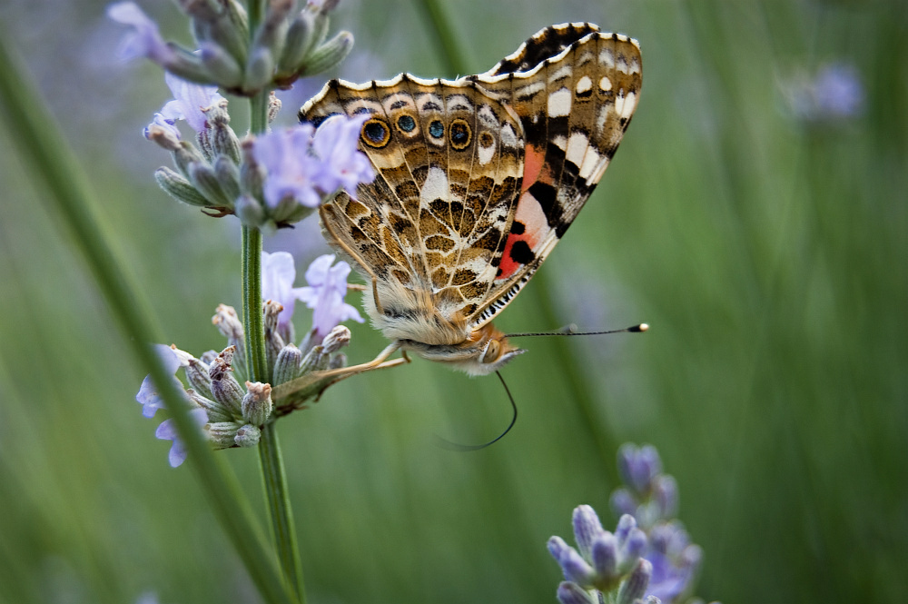 Schmetterling 4