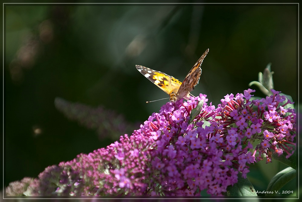 Schmetterling 5
