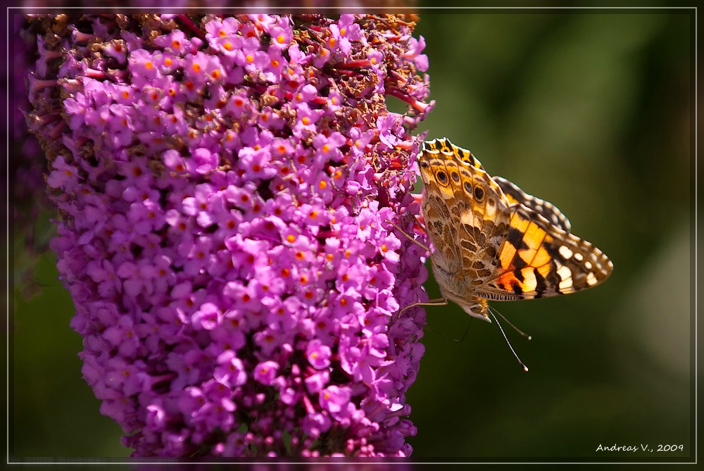Schmetterling 6