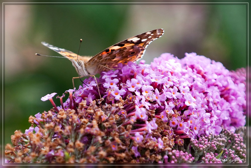 Schmetterling 8