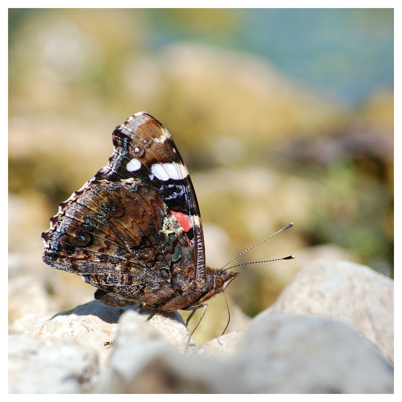 Schmetterling am See