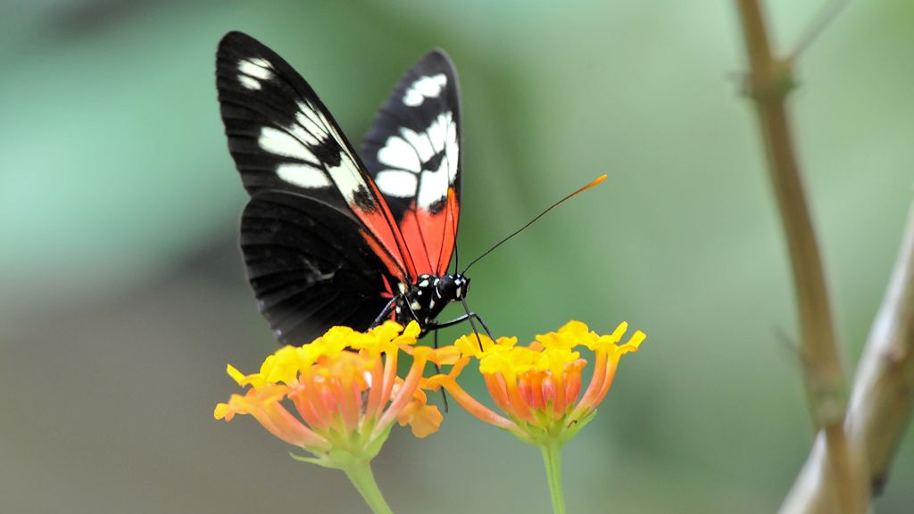 Schmetterling
Atta Lodge, Iwokrama Rainforest
1423