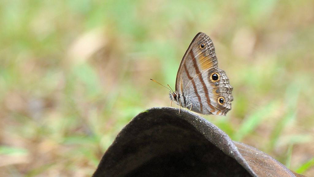 Schmetterling
Atta Lodge, Iwokrama Rainforsest
1506