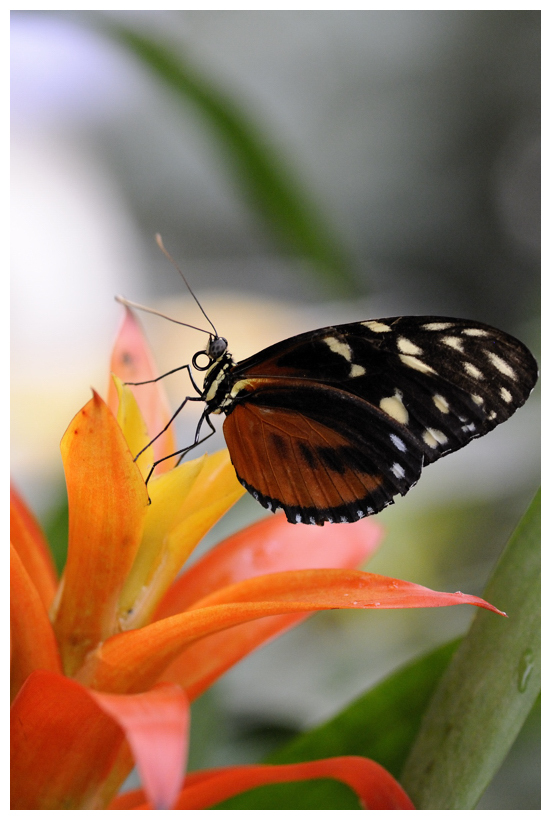 Schmetterling auf Bromelie mit Rahmen