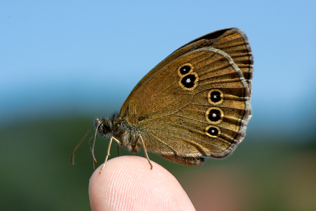 Schmetterling (auf Finger)