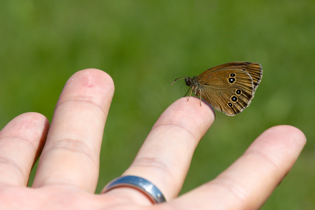 Schmetterling (auf Hand)
