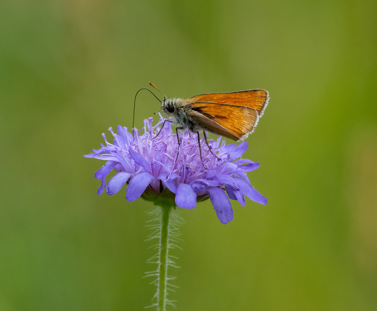 Schmetterling auf Lila Blume.jpg