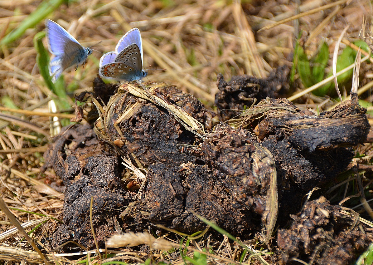 Schmetterling auf Pferdehaufen.jpg