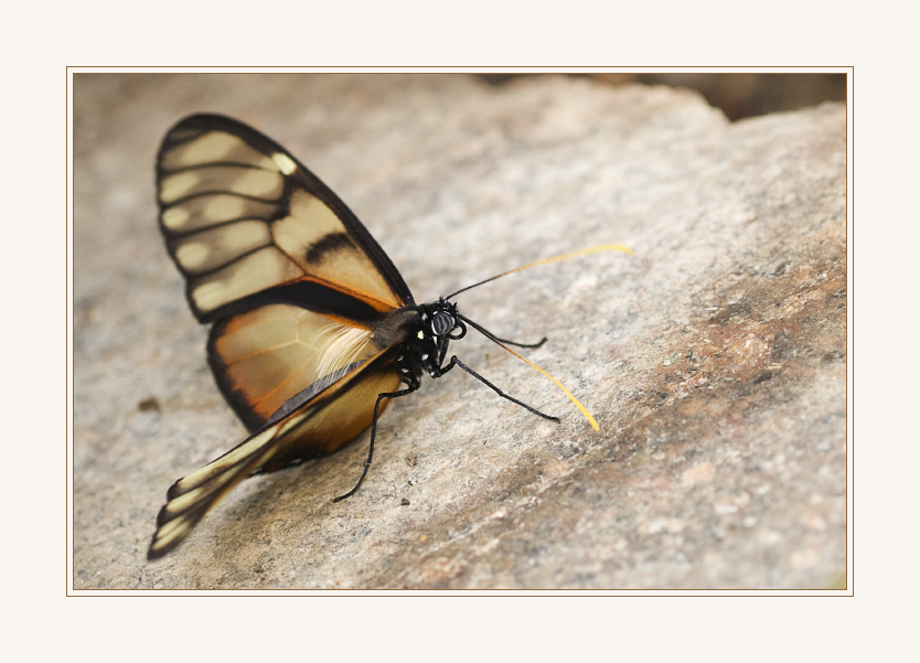 Schmetterling aufgenommen im Garten der Schmetterlinge in Friedrichsruh