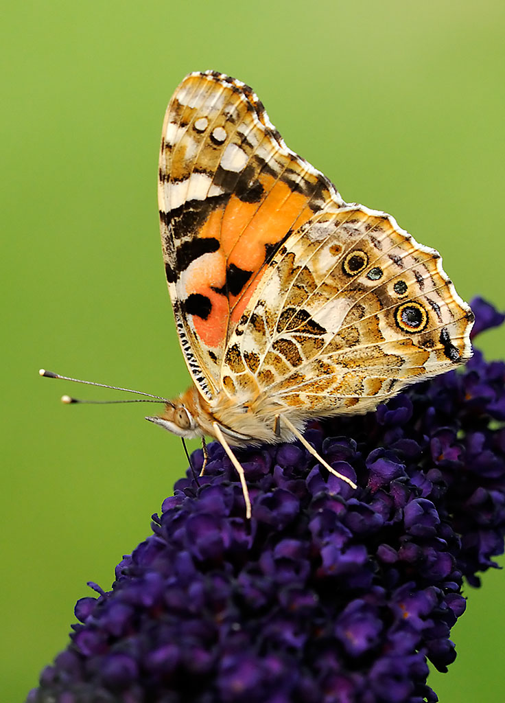 Schmetterling Autofokus