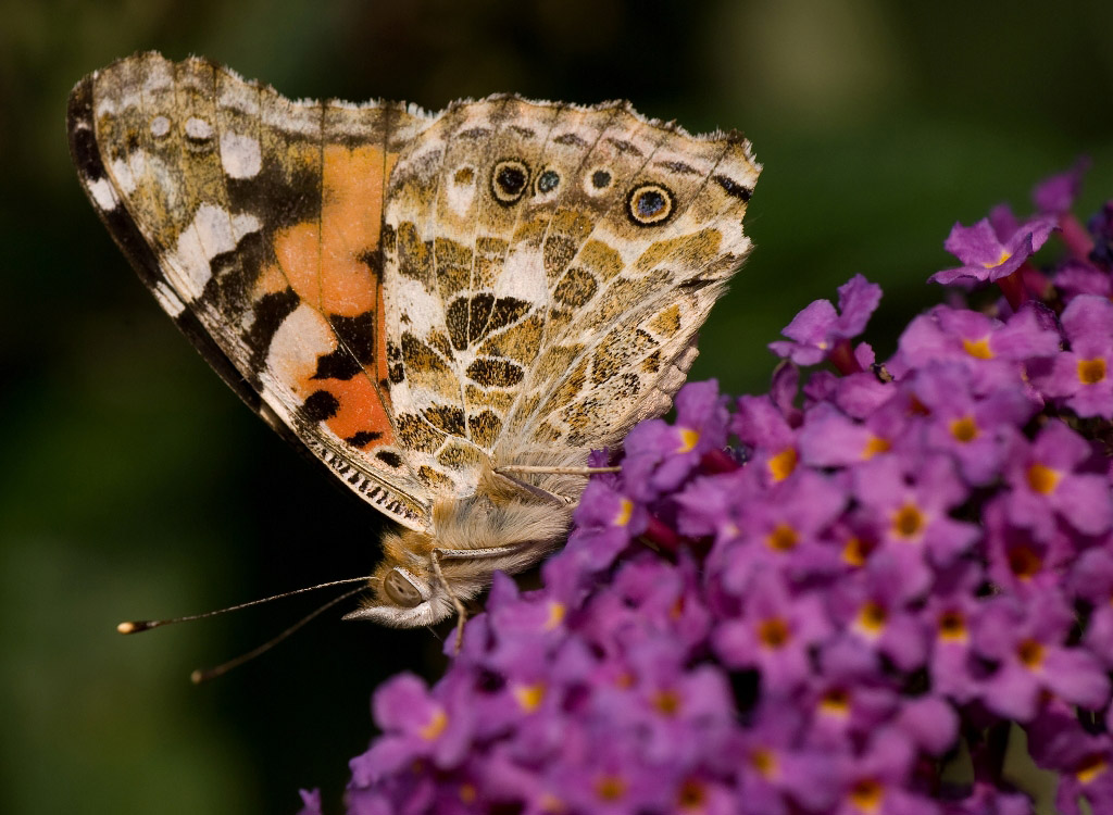 Schmetterling, Botanischer Garten München