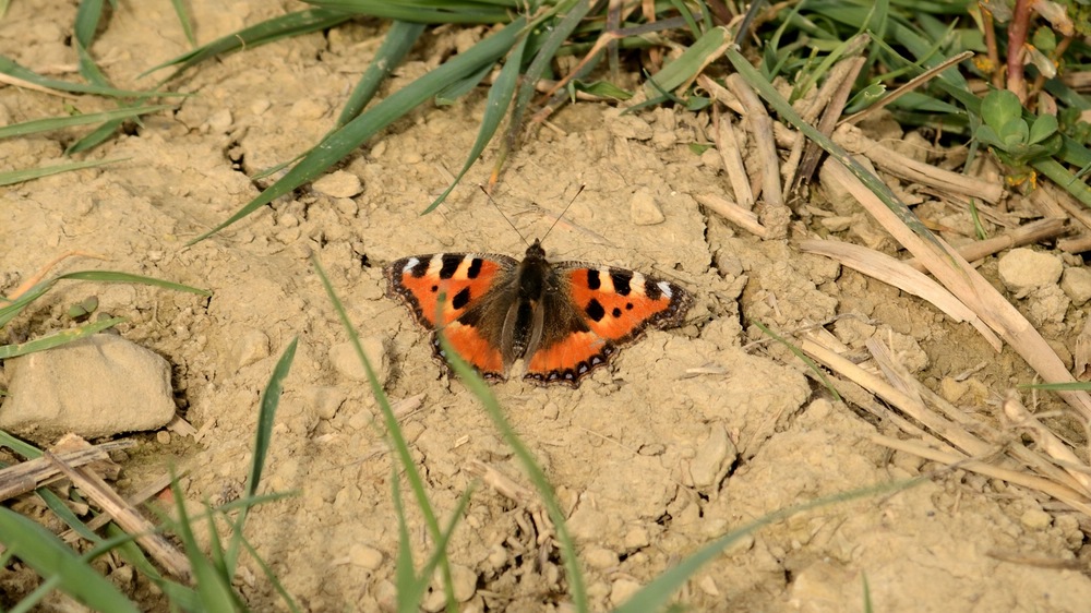 Schmetterling comp