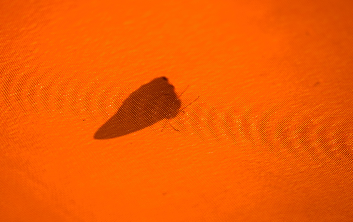 Schmetterling.jpg