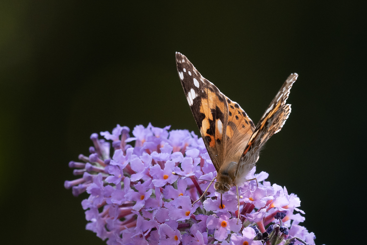 Schmetterling.jpg
