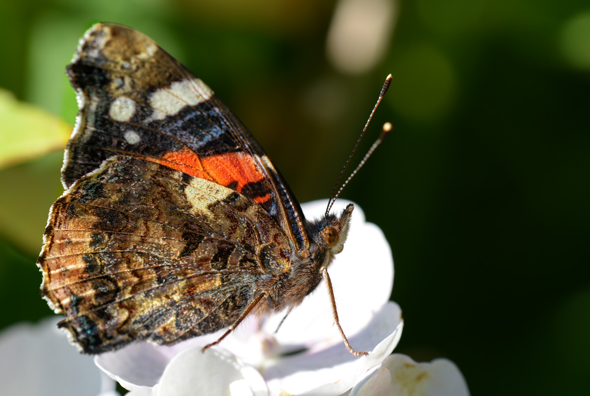 schmetterling.jpg