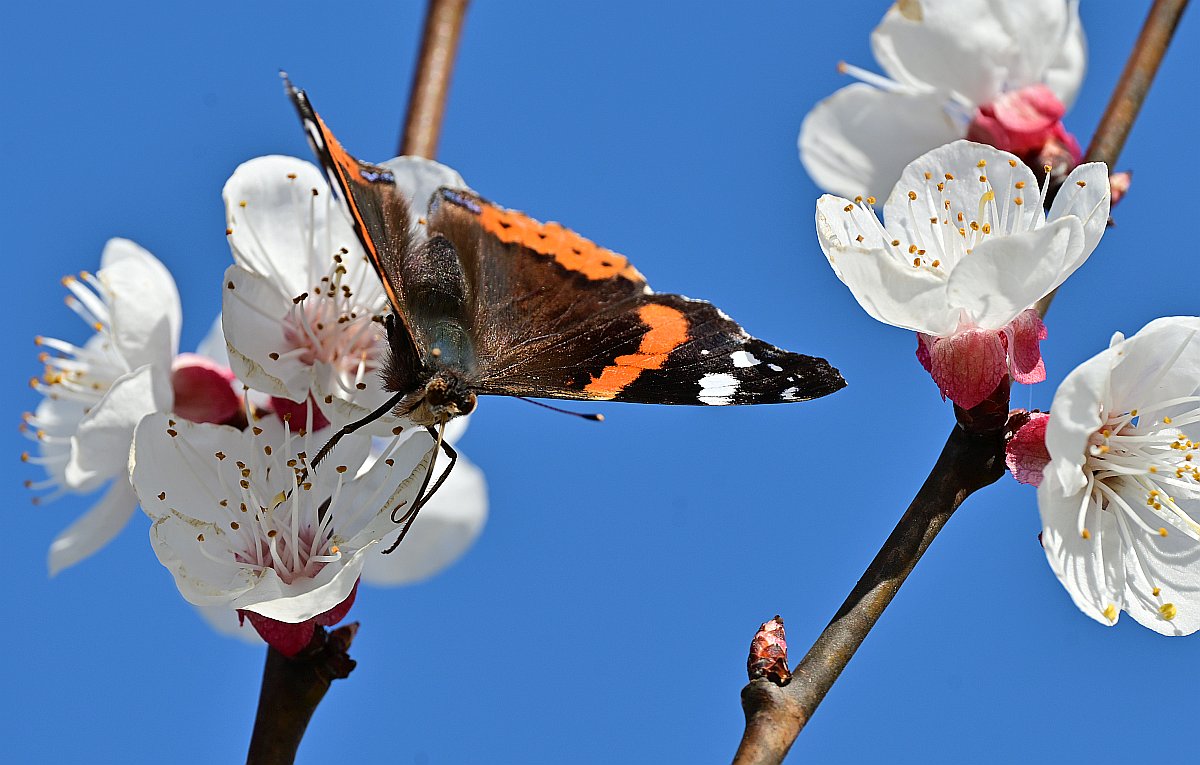 Schmetterling.jpg