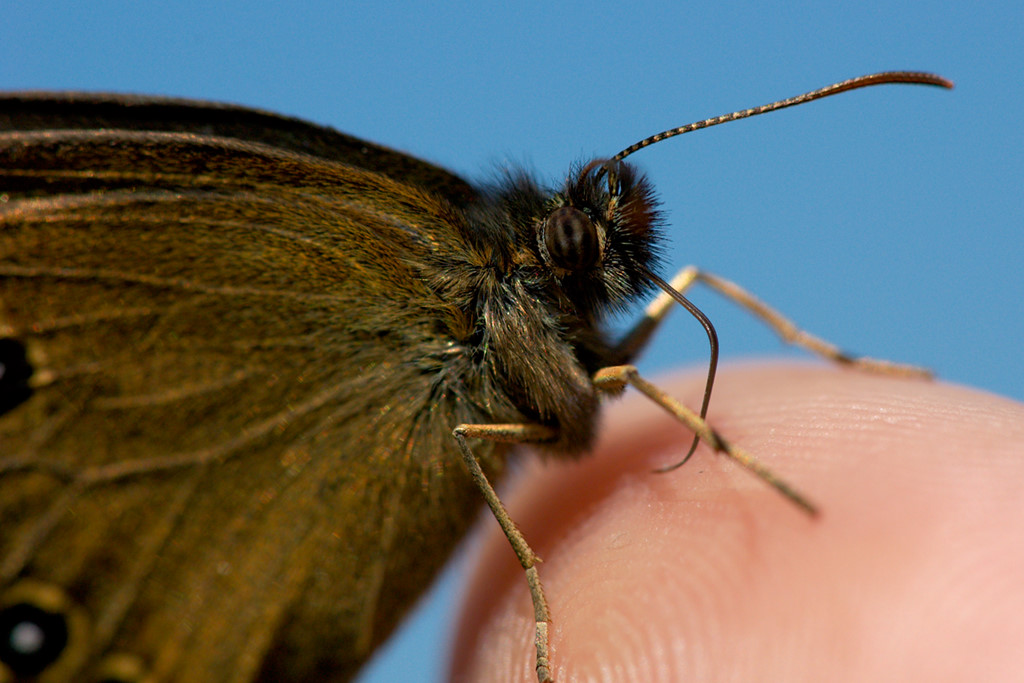 Schmetterling (Kopfdetail)