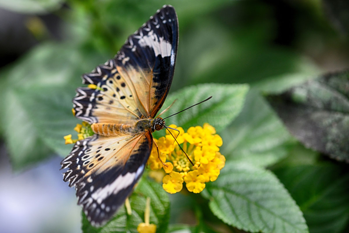 schmetterling luisenpark 2016
